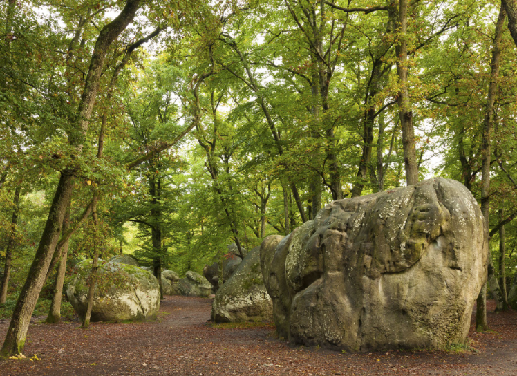 Forêt de Fontainebleau