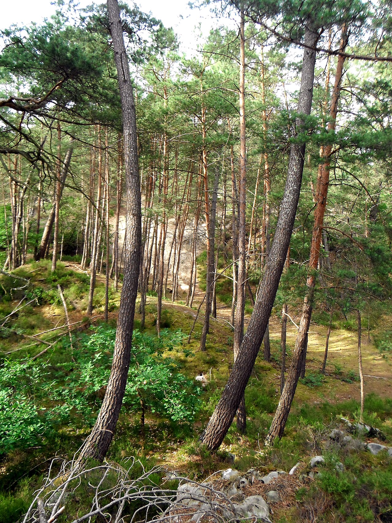 Rochers et pins en forêt de Fontainebleau
