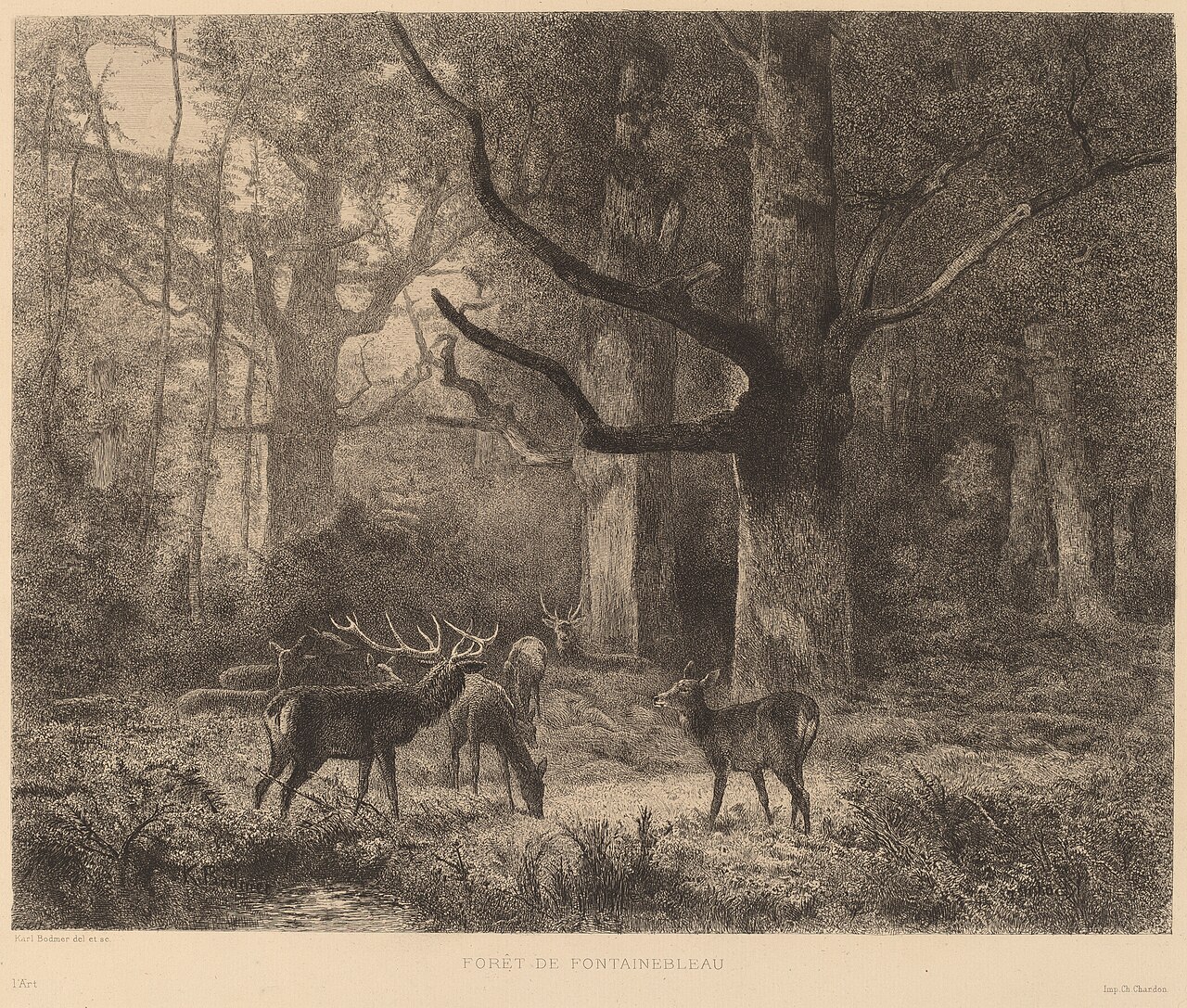 Gravure de Karl Bodmer représentant des cerfs dans la forêt de Fontainebleau