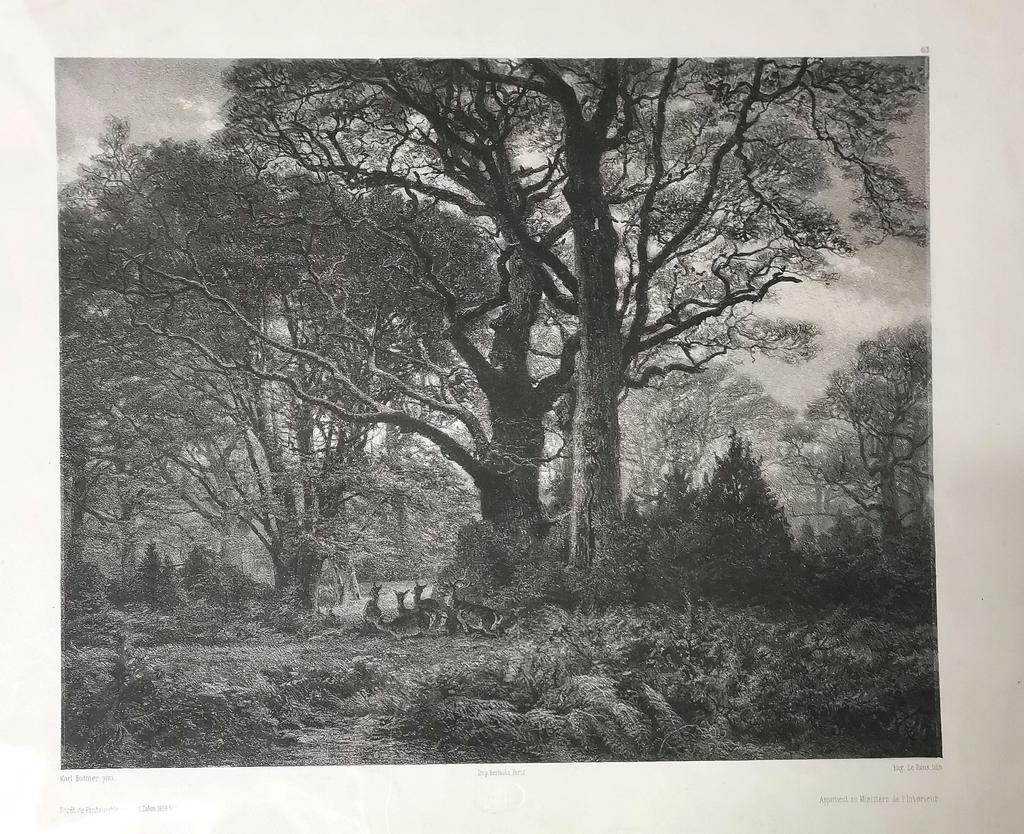 Gravure de Karl Bodmer et Eugène Le Roux : grand chêne de la forêt de Fontainebleau